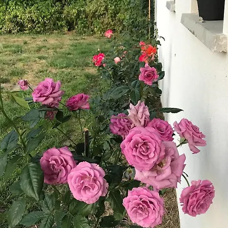 Maison Familiale Avec Jardin Sur La Cote Landaise Magescq